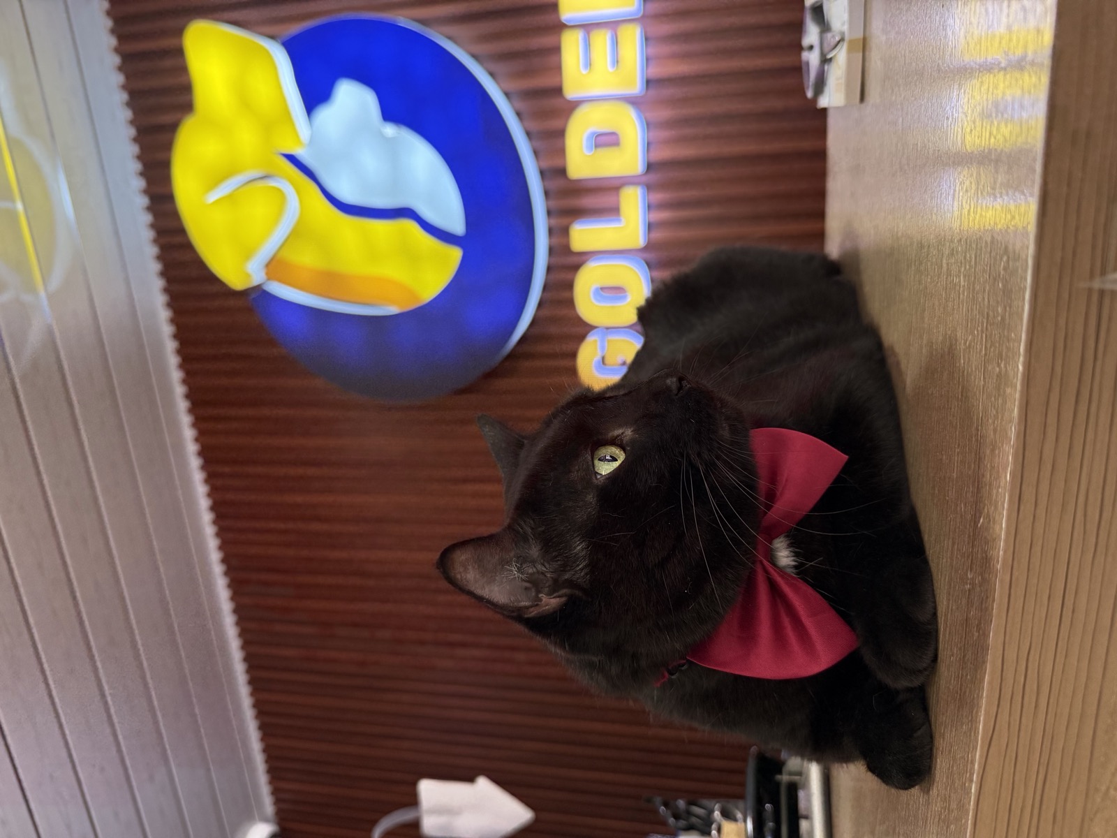 Mascota en Golden Clínica Veterinaria